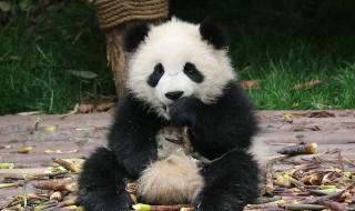 有关大熊猫的图片 有关大熊猫的图片